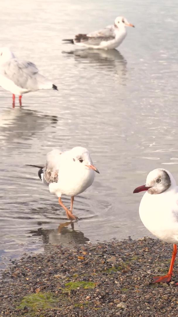 纳木措湖边的红嘴鸥视频的预览图