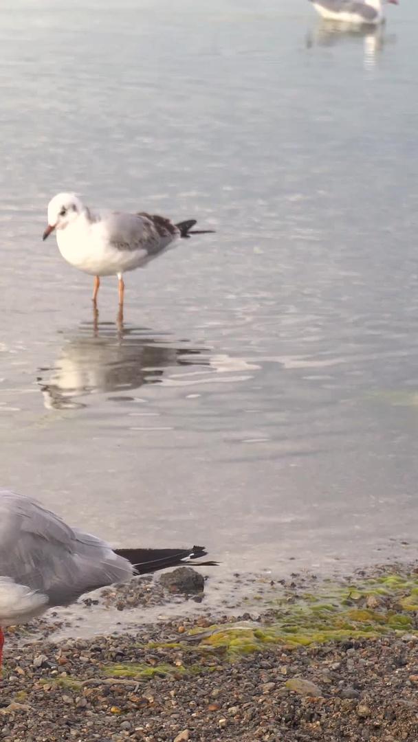 纳木措湖边的红嘴鸥视频的预览图
