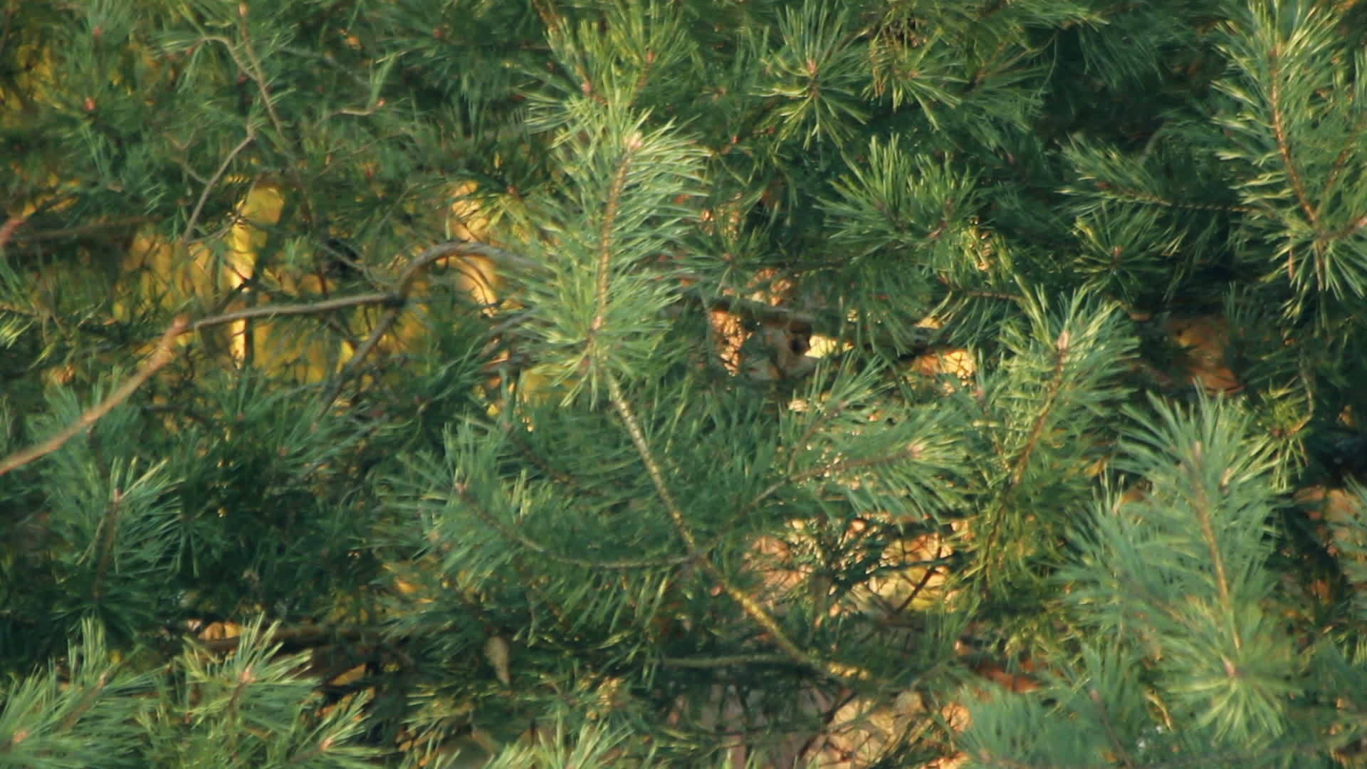 松树松树的针叶特写镜头有绿松枝视频的预览图