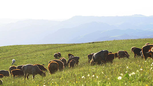 新疆伊犁草原上吃草的羊实拍视频的预览图