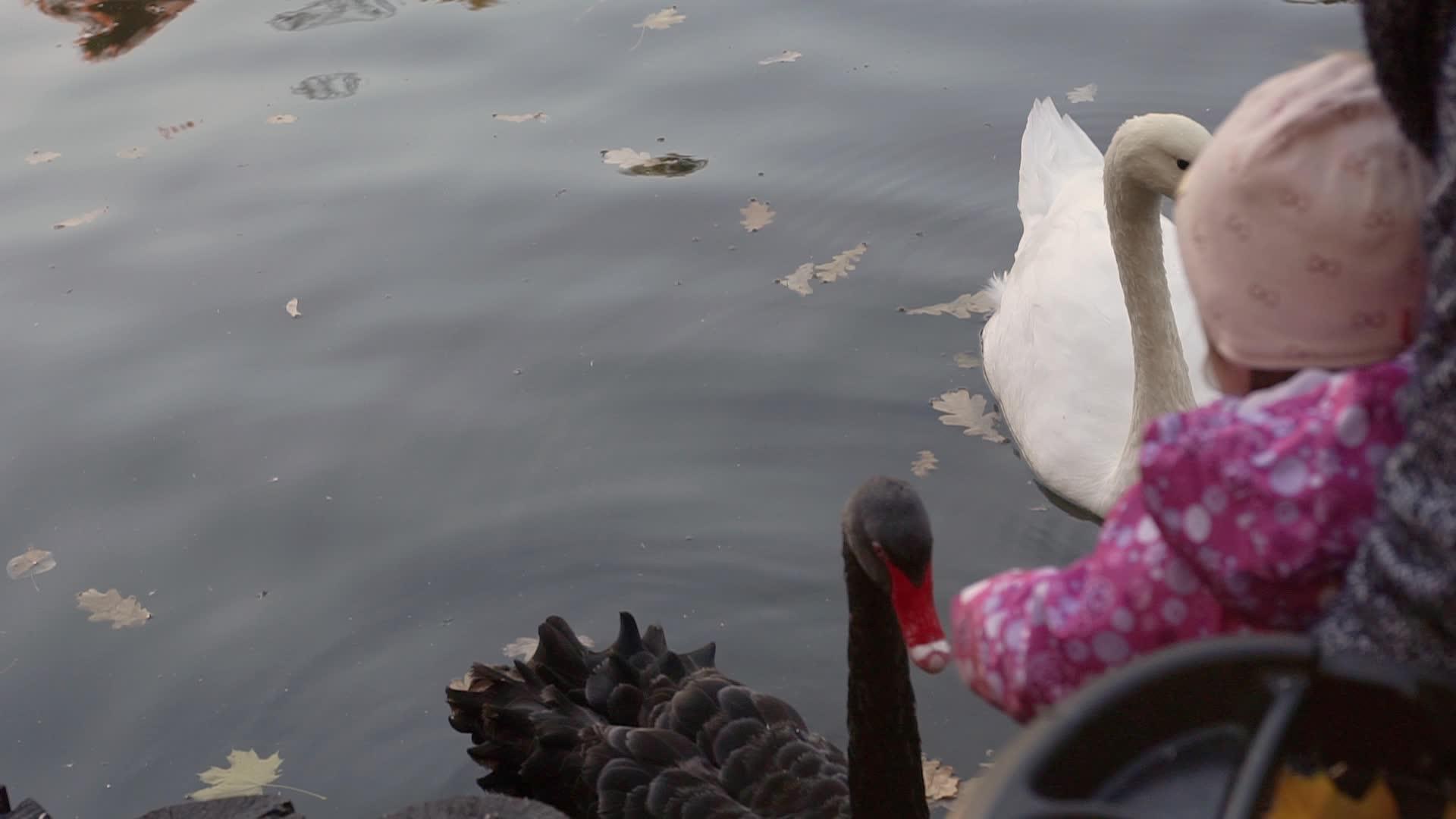 孩子们在池塘里喂天鹅视频的预览图