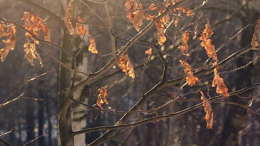 秋天的树上几乎没有干叶秋天的橡树上几乎没有干叶视频的预览图