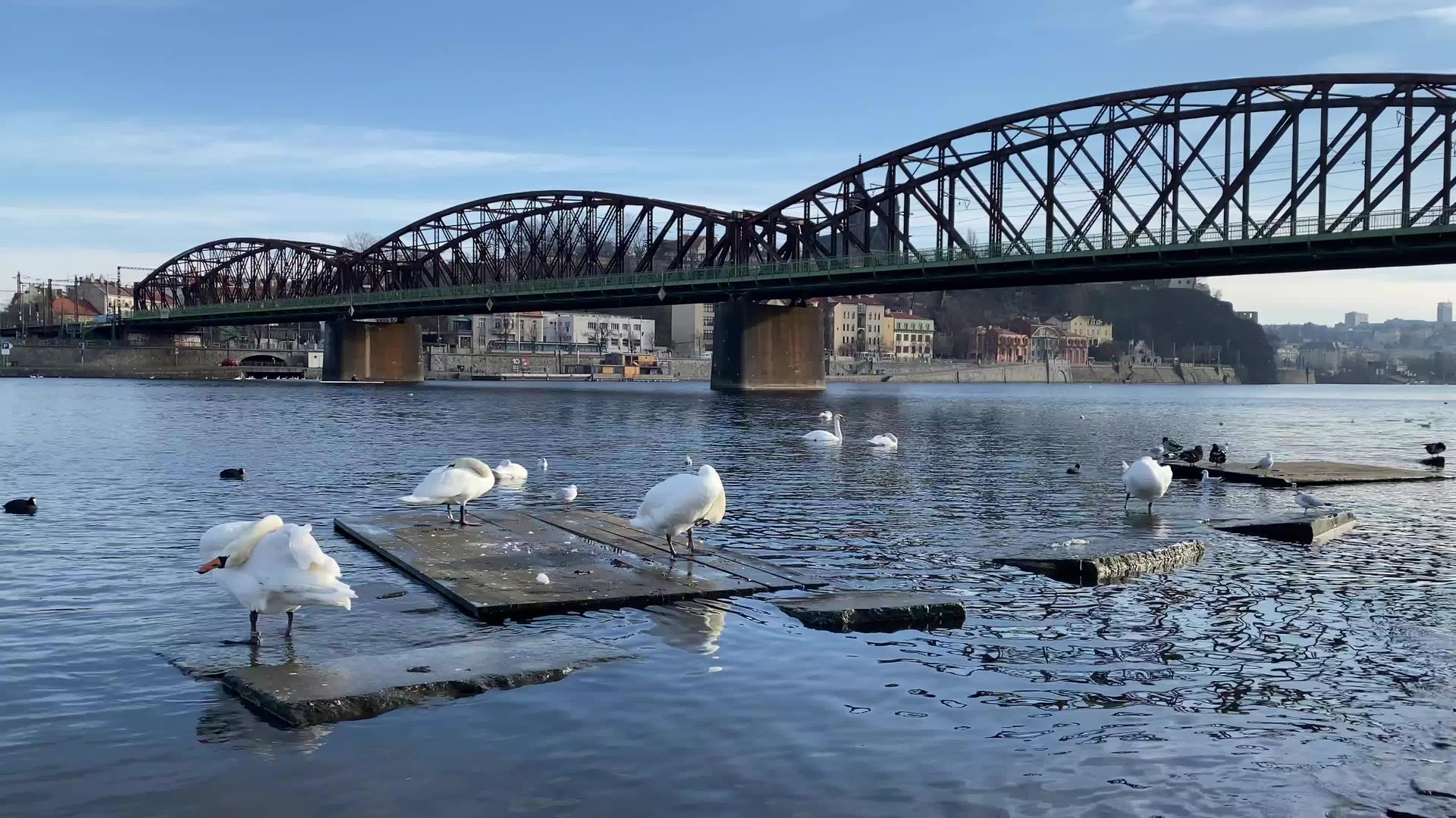天鹅乔夫河岸上的天鹅和海鸥普莱格塞切共和国视频的预览图
