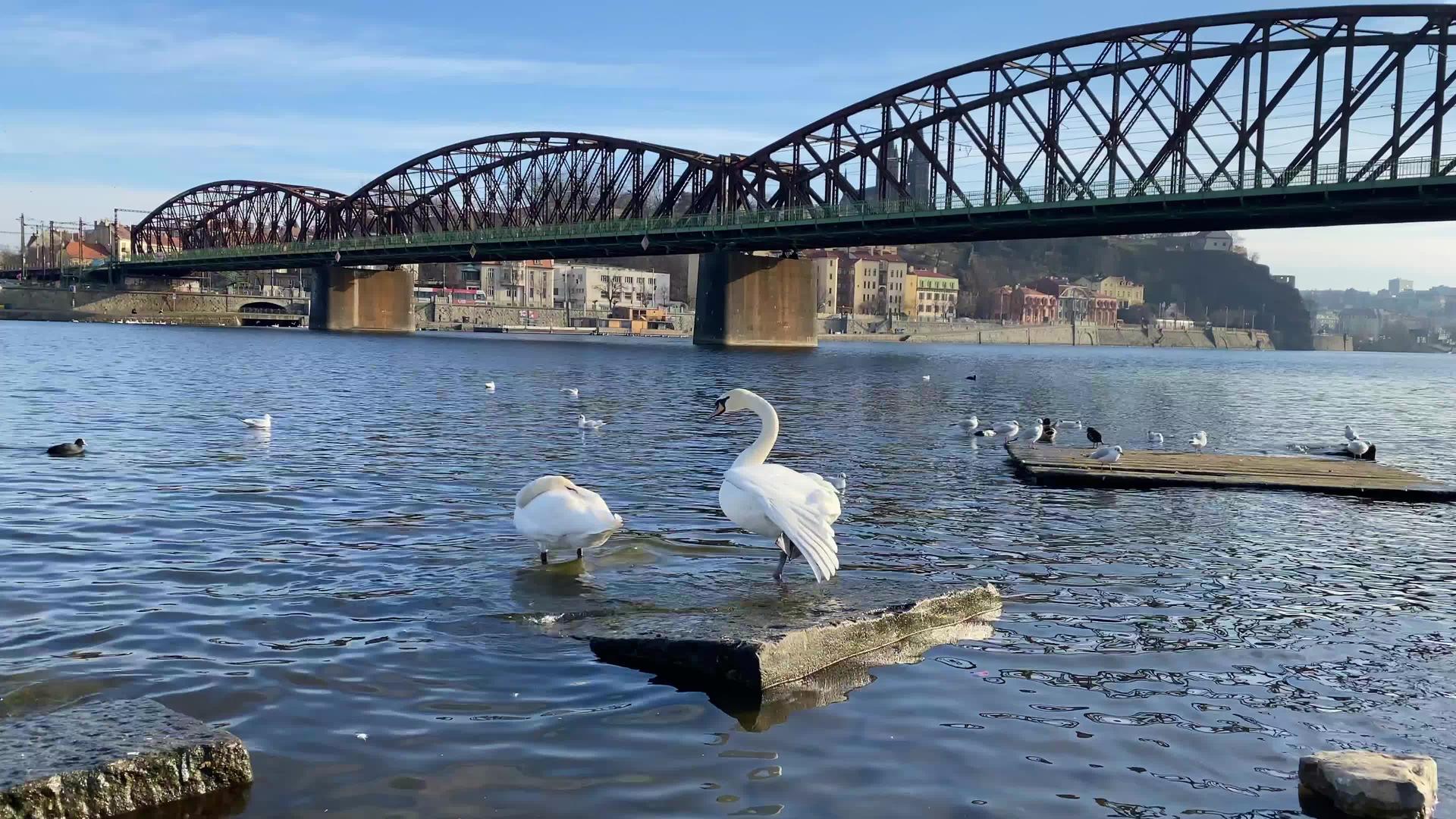 天鹅和海鸥在斯米乔夫河岸上视频的预览图