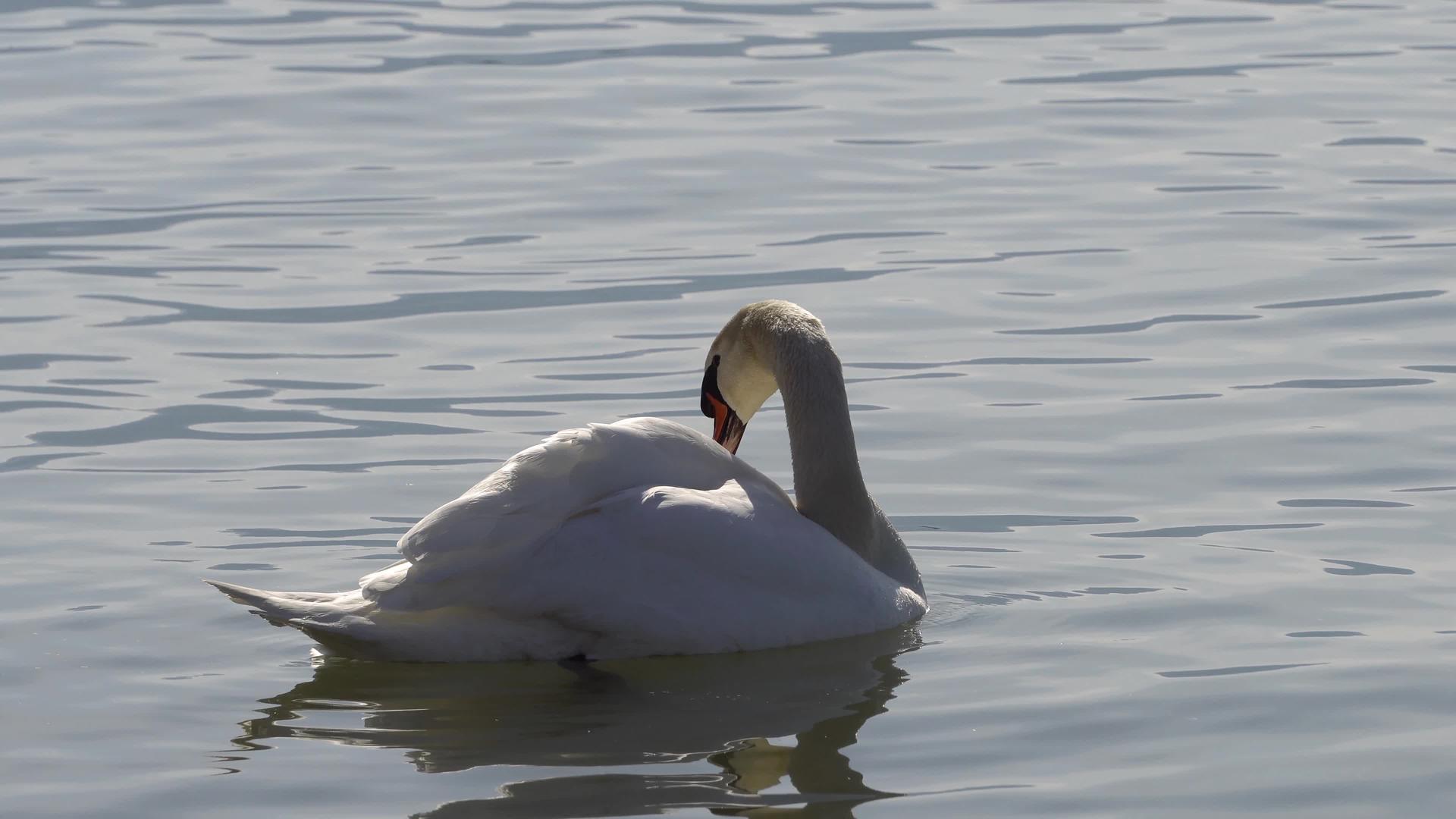 美丽的白天鹅在湖湖中的羽毛孤独的天鹅视频的预览图