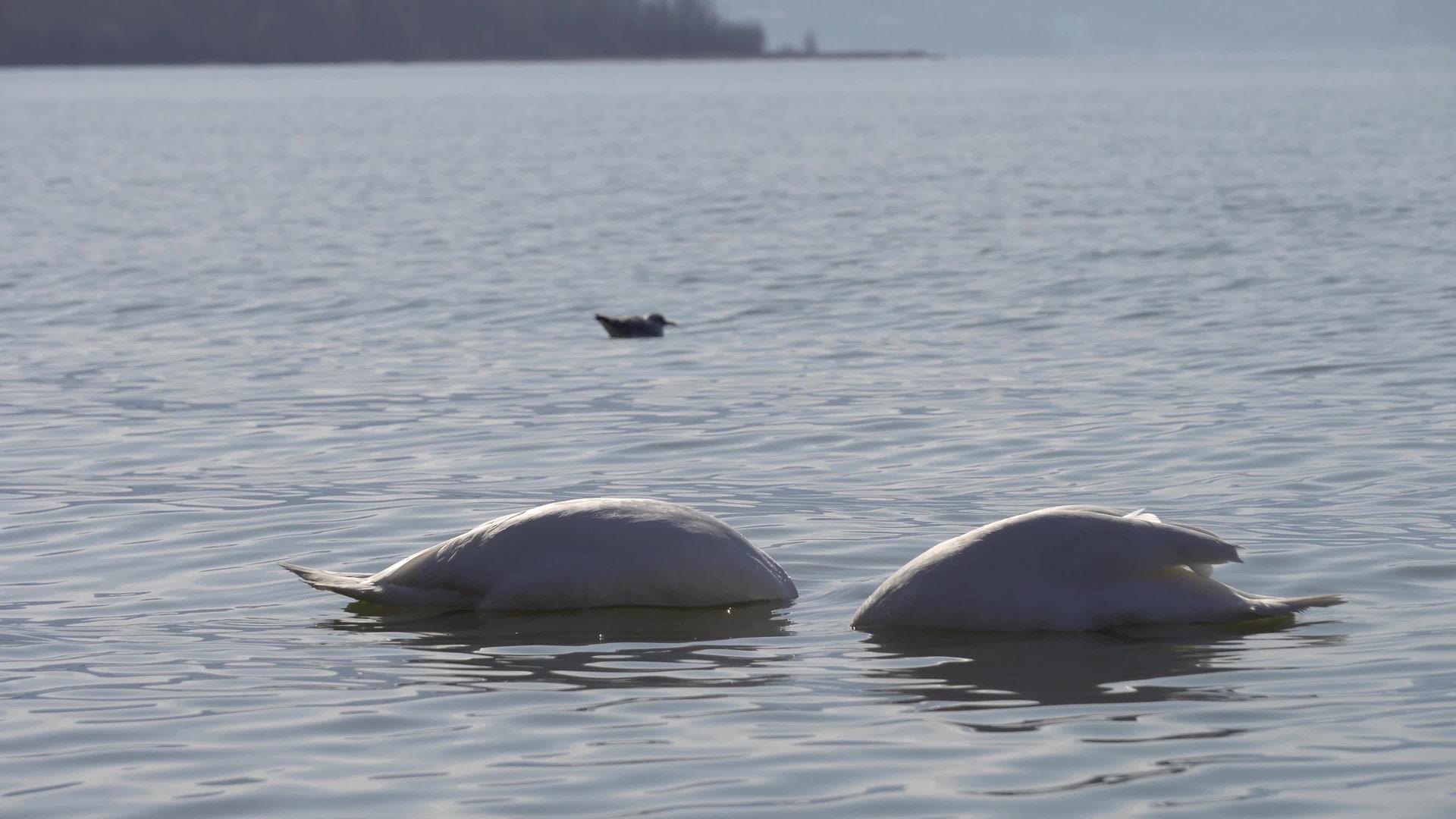 两只天鹅在湖面上相爱视频的预览图