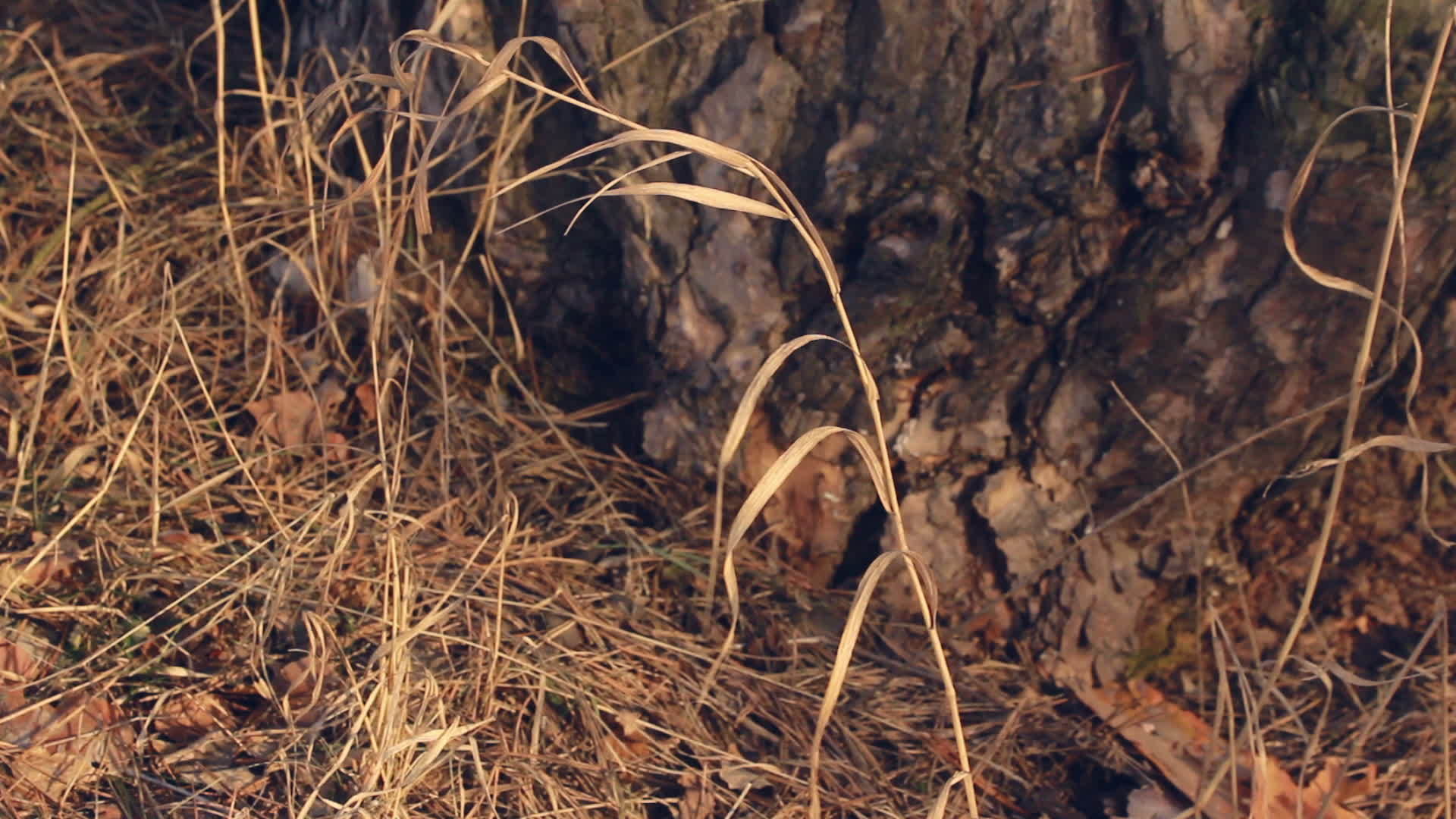 秋天自然风中的干燥植物关闭了秋天的森林背景视频的预览图