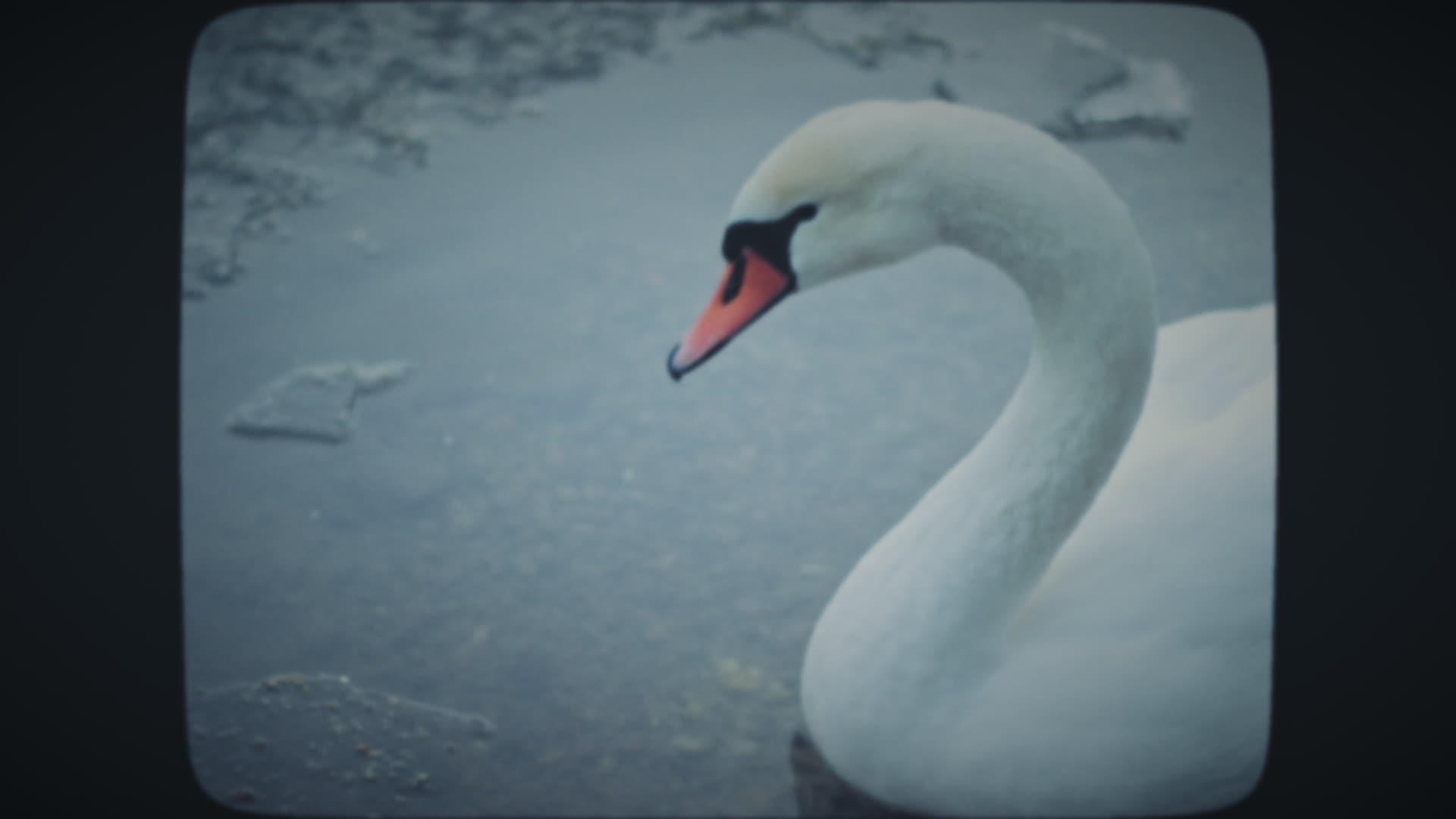 天鹅漂浮在冰冷的湖中视频的预览图