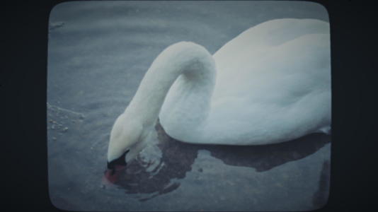 Swan在寒冷的湖中寻找食物视频的预览图