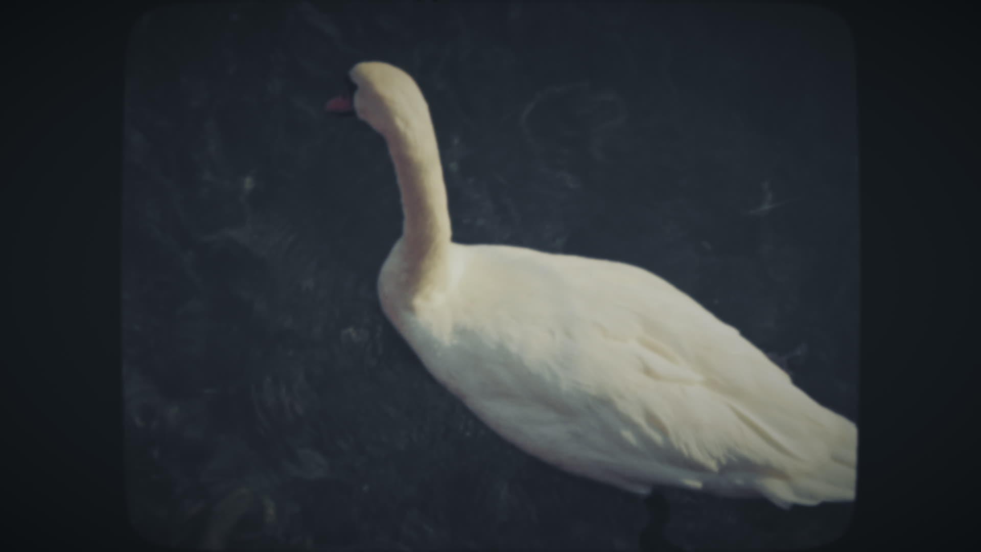 白天鹅鸟优雅地漂浮在蓝湖中视频的预览图