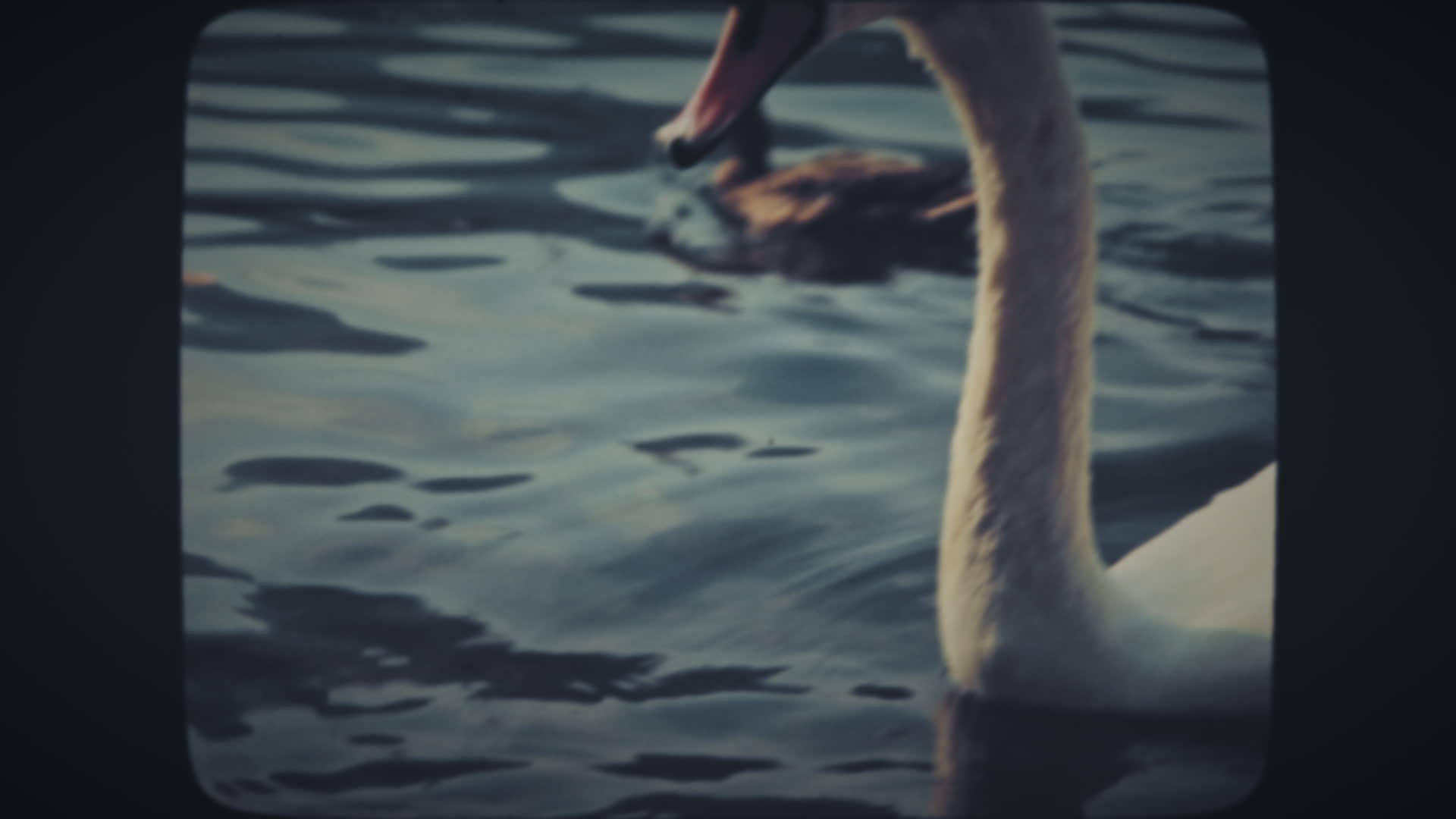 漂浮在蓝湖中的天鹅视频的预览图