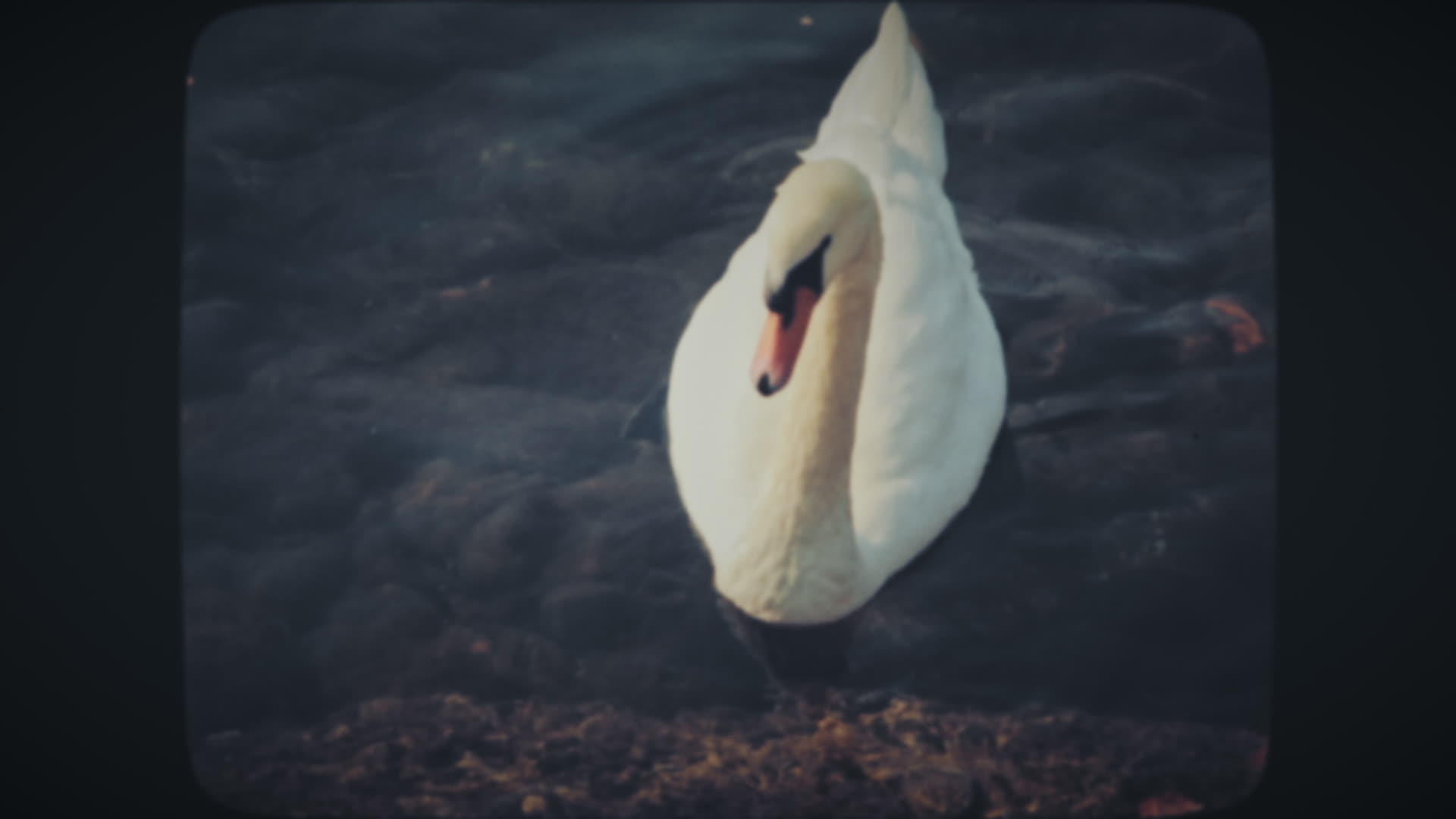 白天鹅漂浮在海岸附近的湖中视频的预览图
