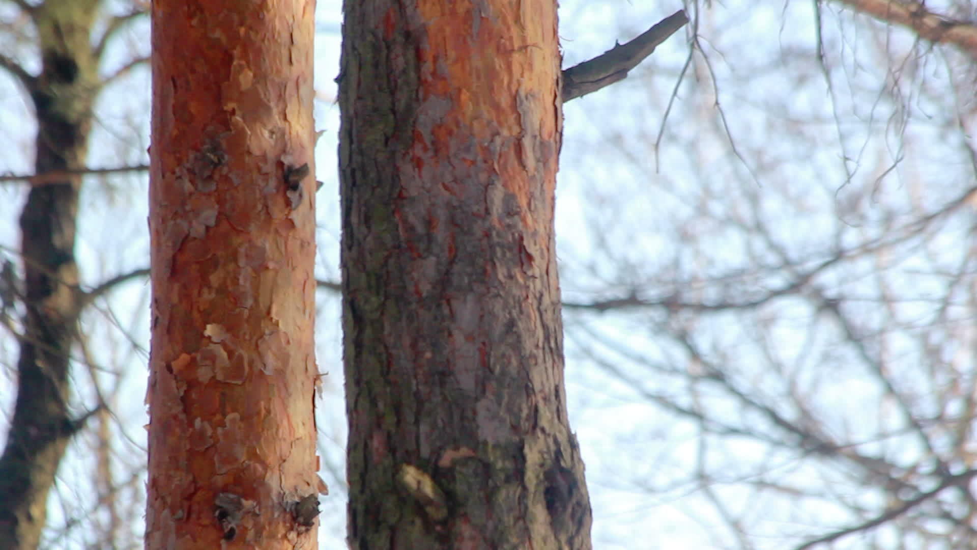 森林鸟树上的鸟儿敲打着松树上的鸟儿视频的预览图
