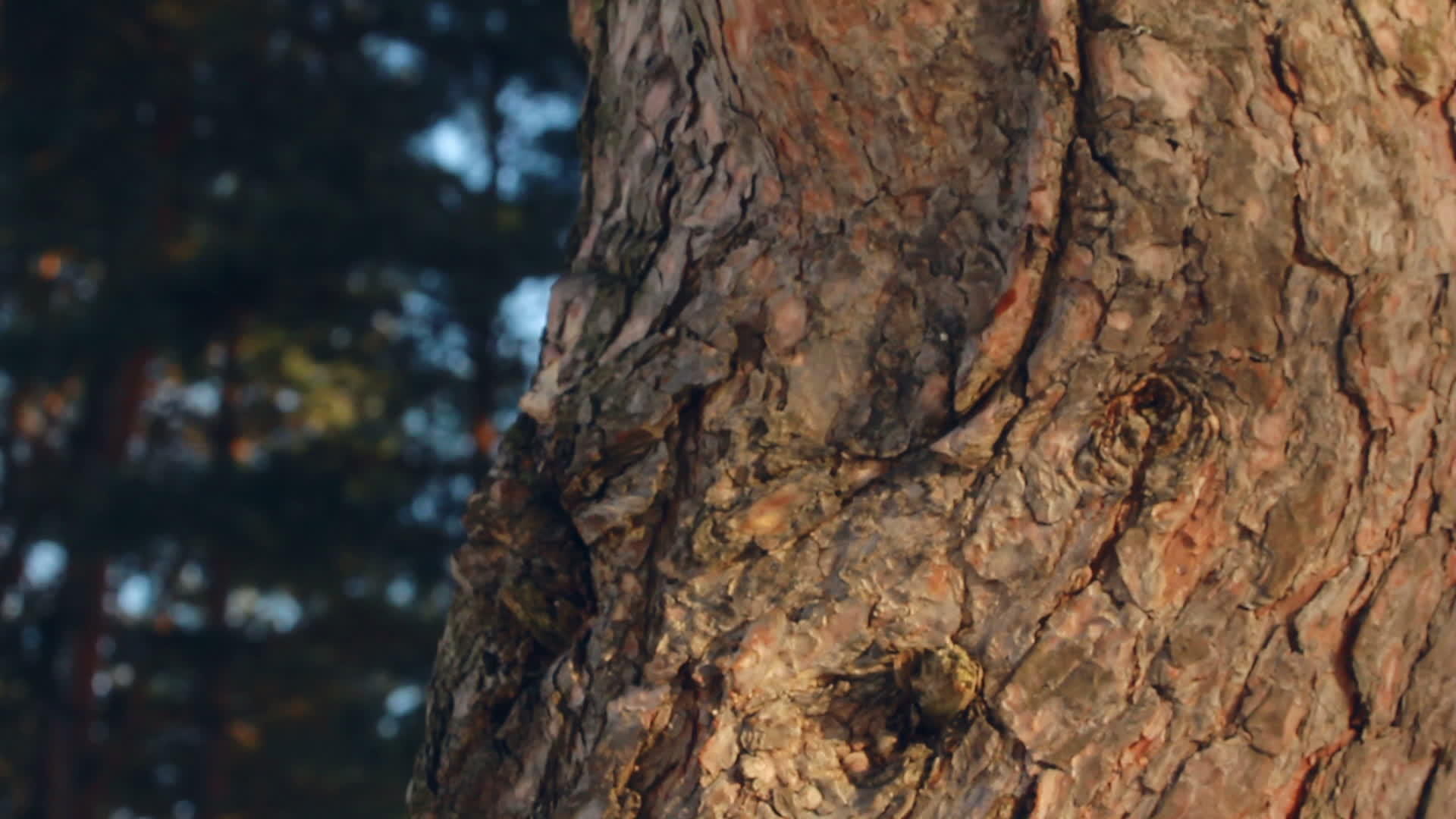 松树的树干松树皮特写镜头春天森林里的松树视频的预览图