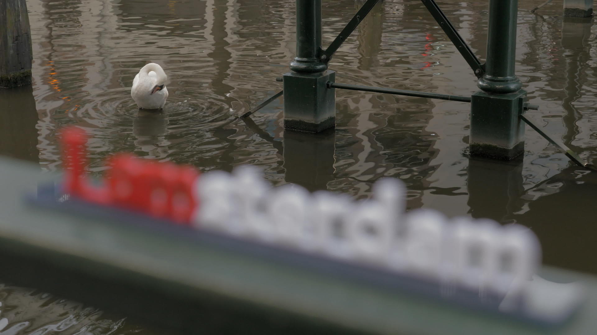 水中的白天鹅和我的Amsterdam口号视频的预览图