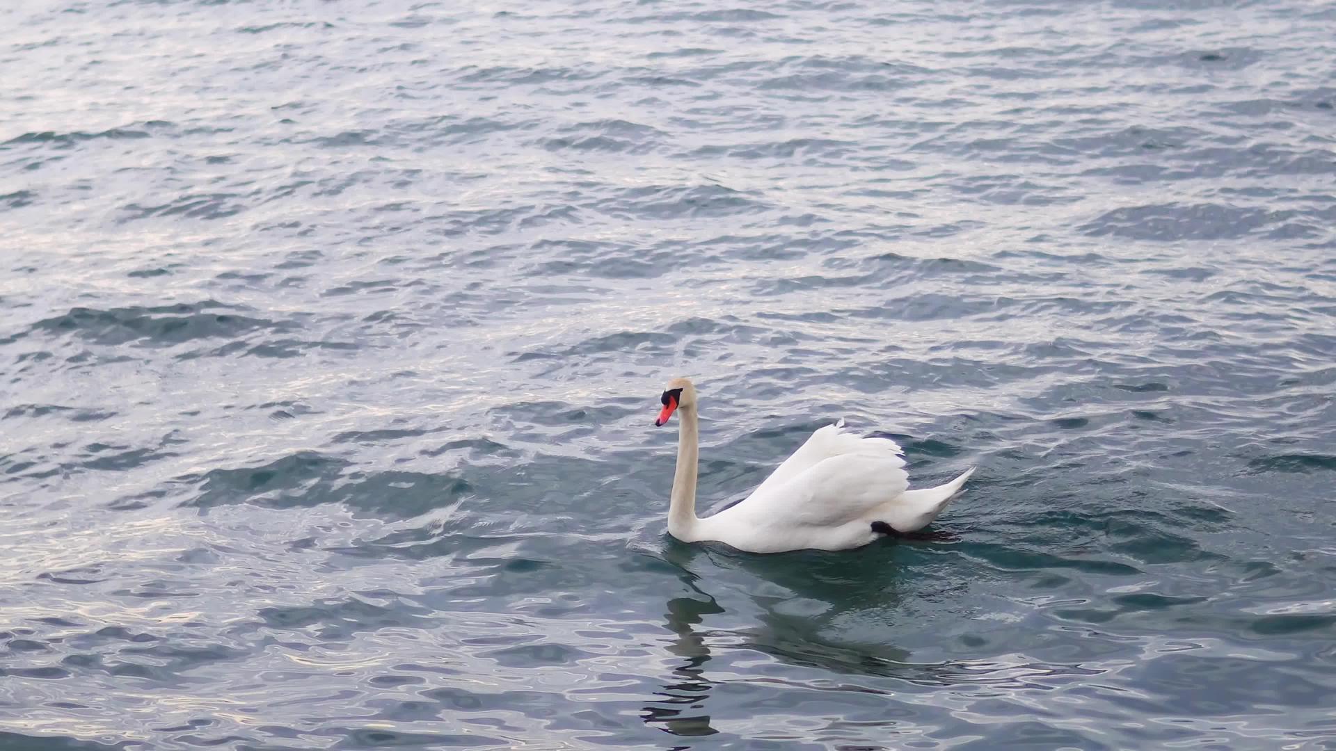 美丽的白天鹅在湖面上嬉戏视频的预览图