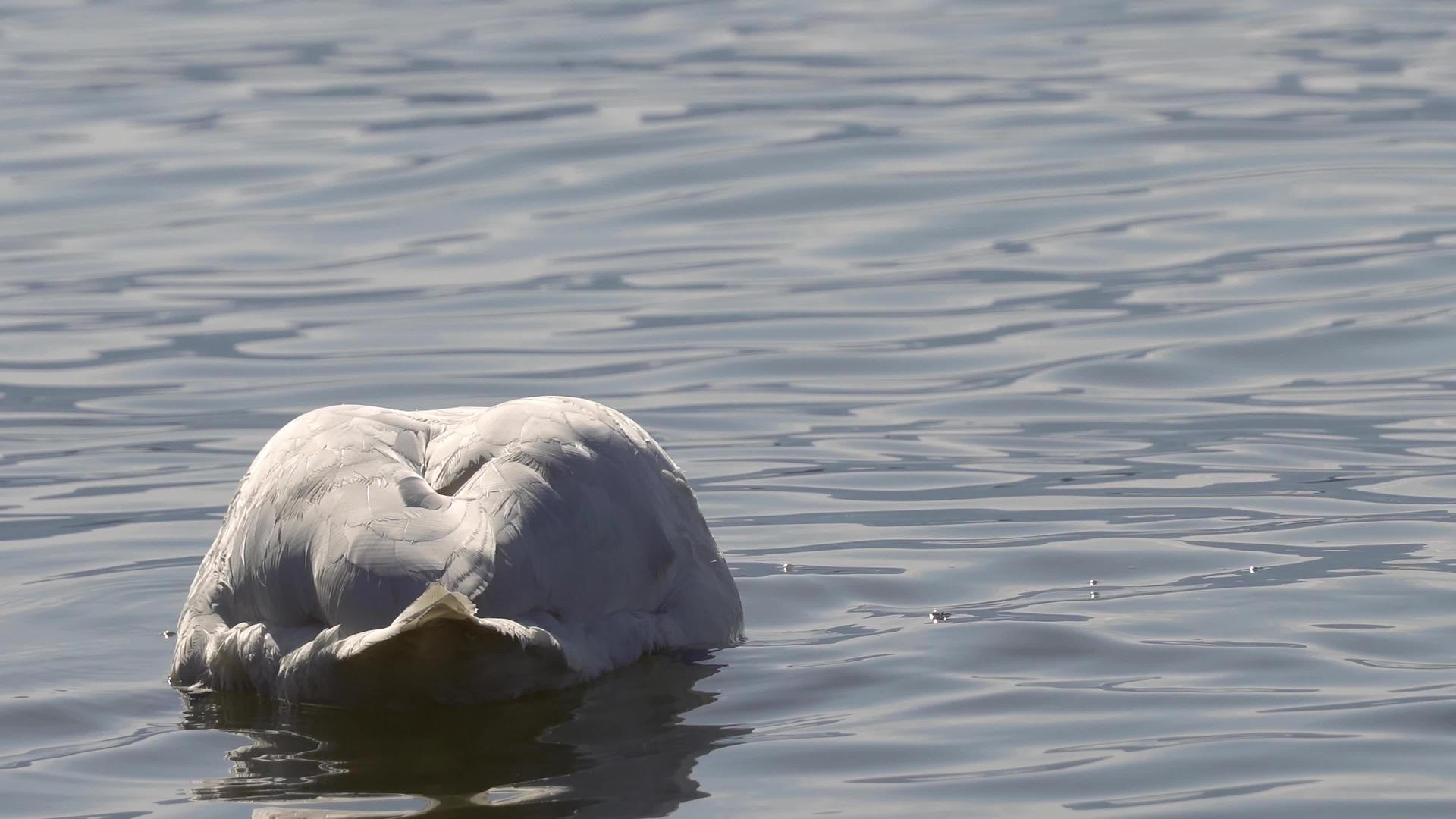 天鹅在水中喂养头部视频的预览图