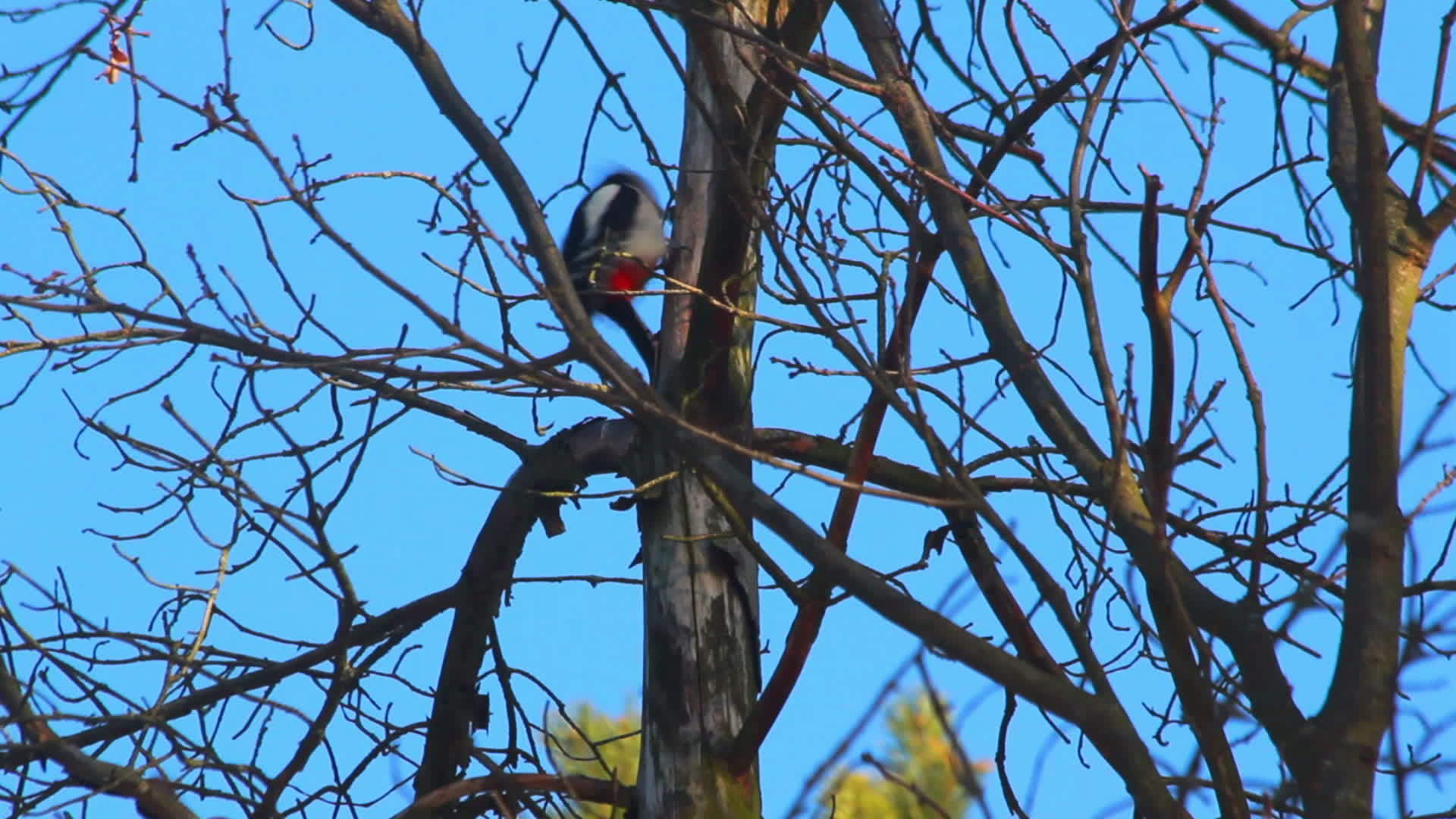 在树上敲打木鸟蓝天的干枝鸟视频的预览图