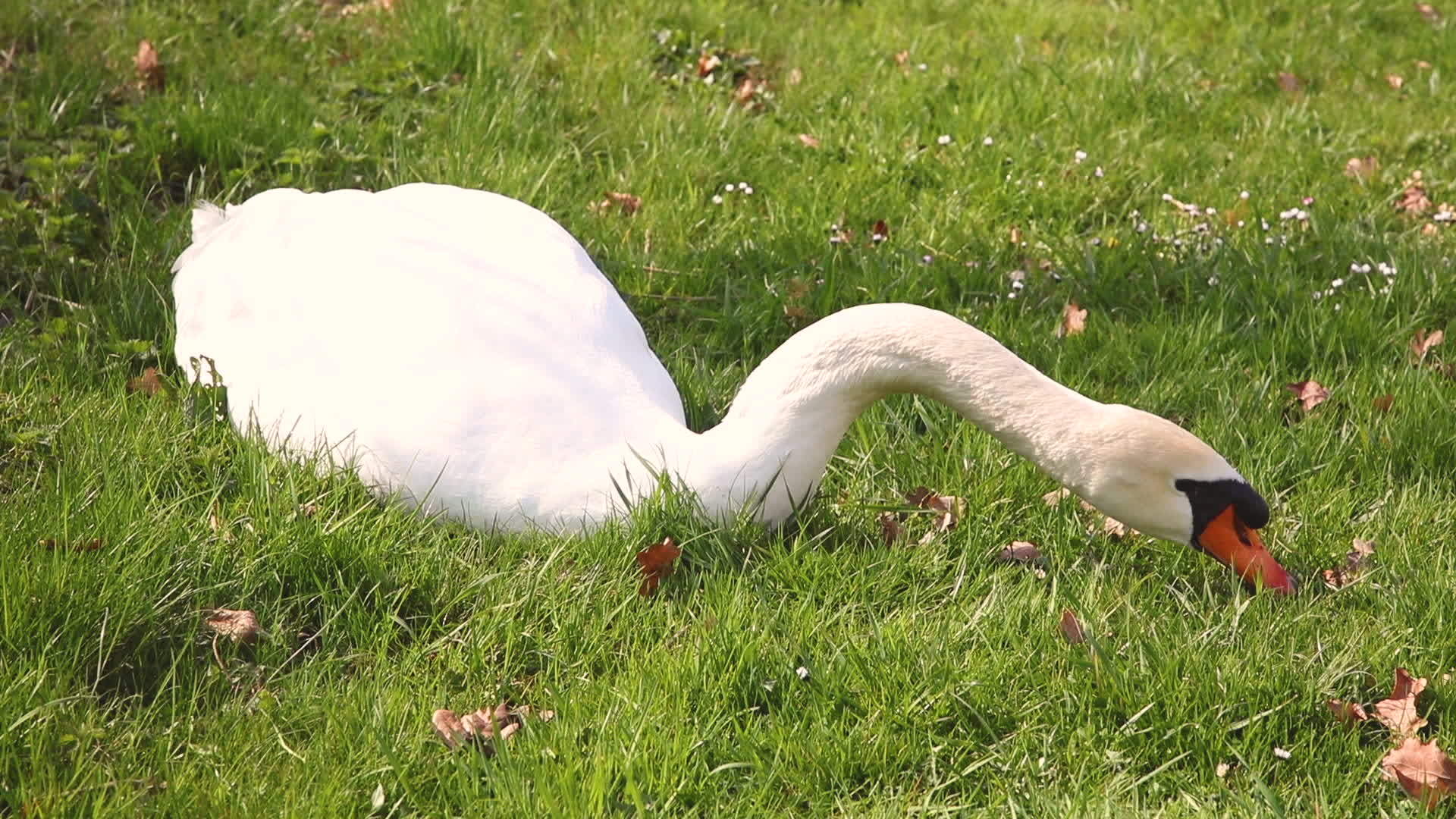 美丽的天鹅躺在草地上吃东西视频的预览图