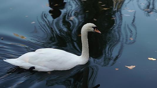 池塘里的白天鹅游泳视频的预览图