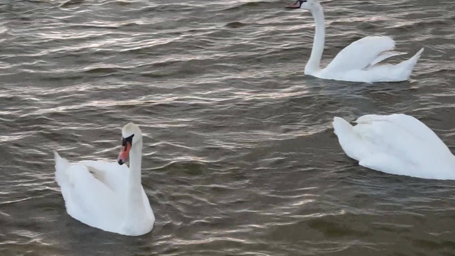 湖面上的一群白天鹅在泥土表面视频的预览图