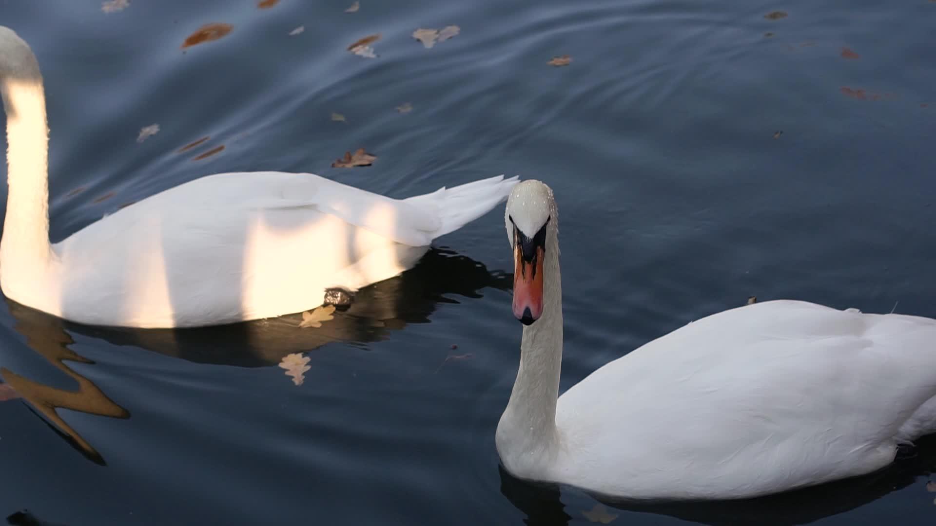 一对白天鹅在城市公园的池塘里游泳视频的预览图