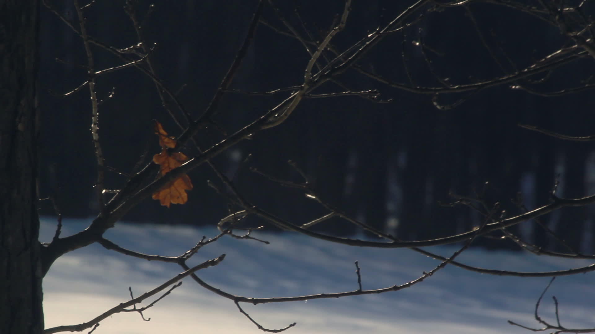冬树冬季光秃秃的树枝上的干叶树枝视频的预览图