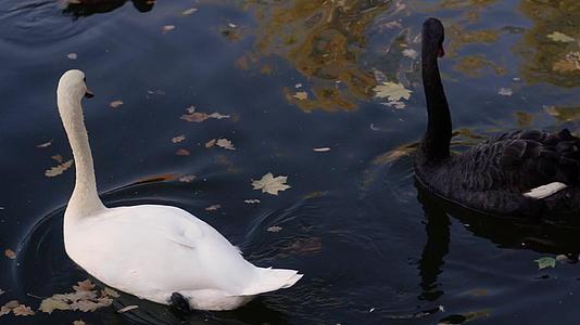 一对黑白天鹅在城市公园的池塘里游泳视频的预览图