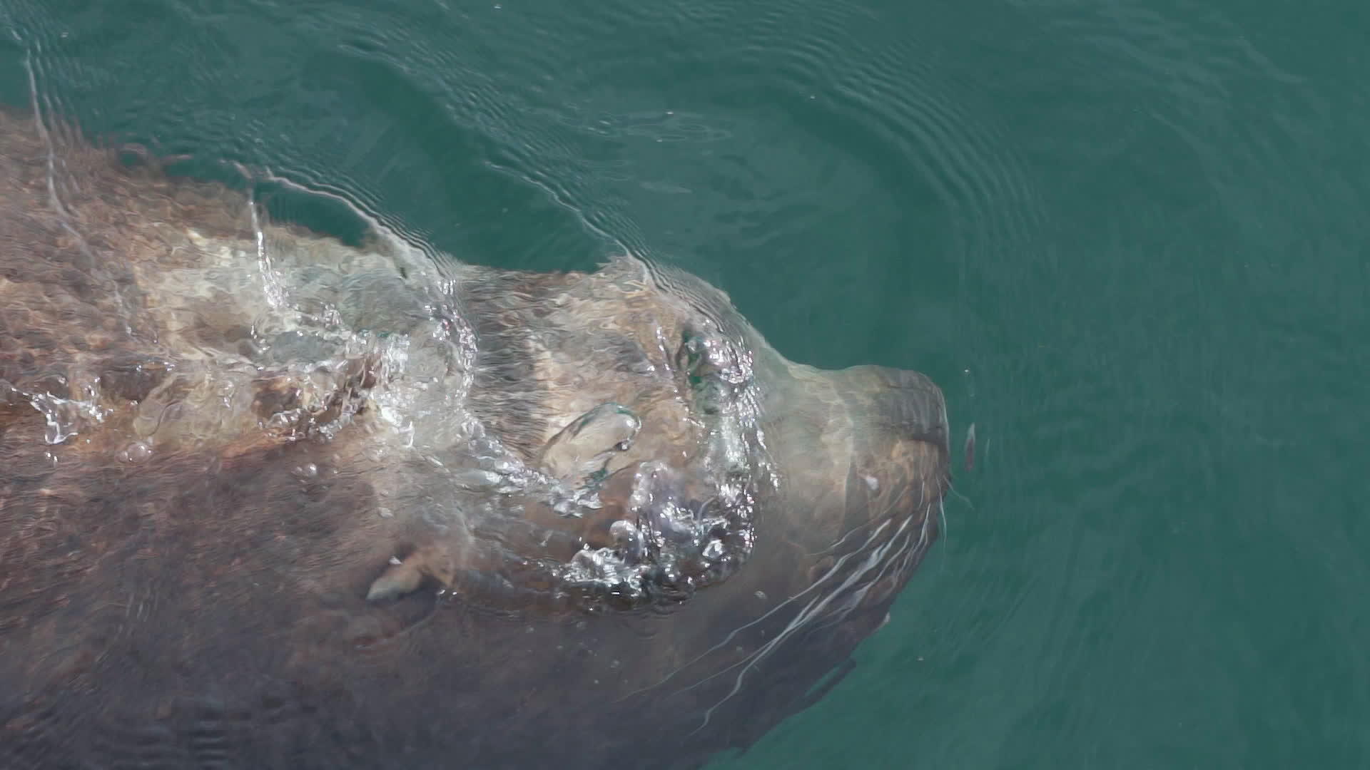 北海狮子海洋哺乳动物在冷水中视频的预览图