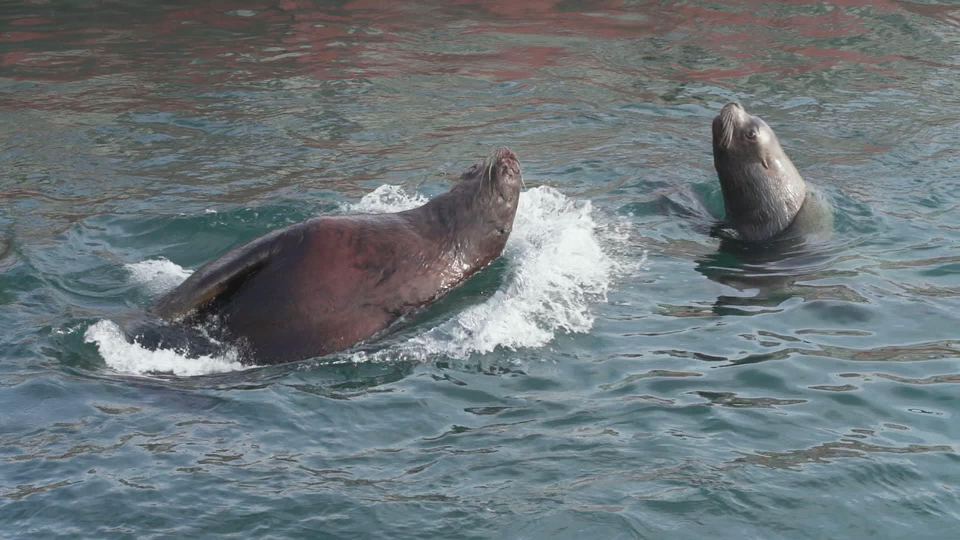 海洋哺乳动物海狮视频的预览图