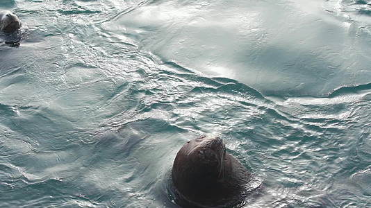 野生动物海洋哺乳动物北海狮游泳太平视频的预览图
