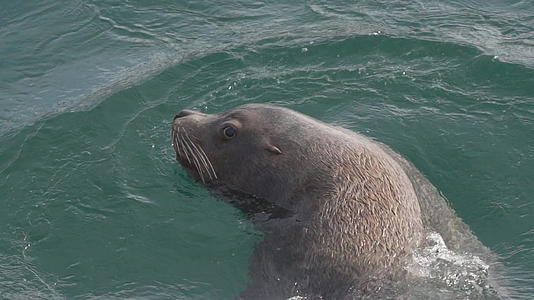 海洋野生哺乳动物海狮在太平洋游泳视频的预览图