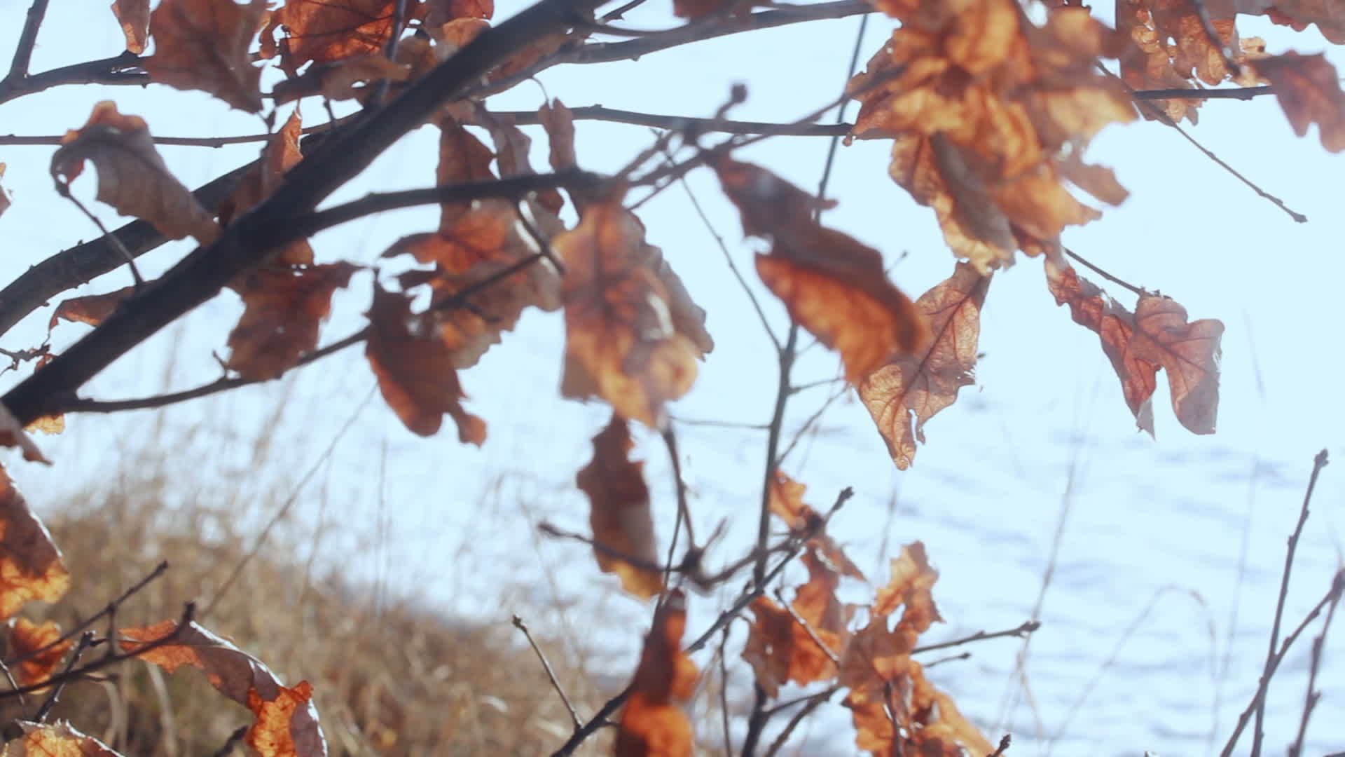 秋天树枝上的干叶秋树视频的预览图