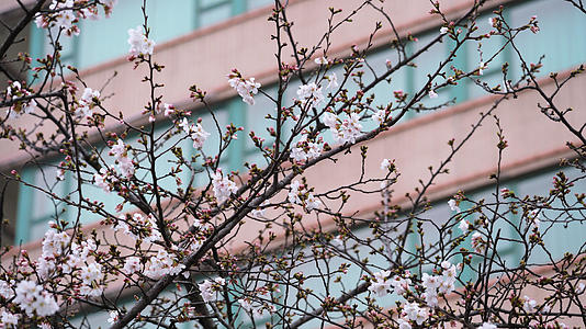 三月春天樱花季樱花树花季花期4k素材视频的预览图