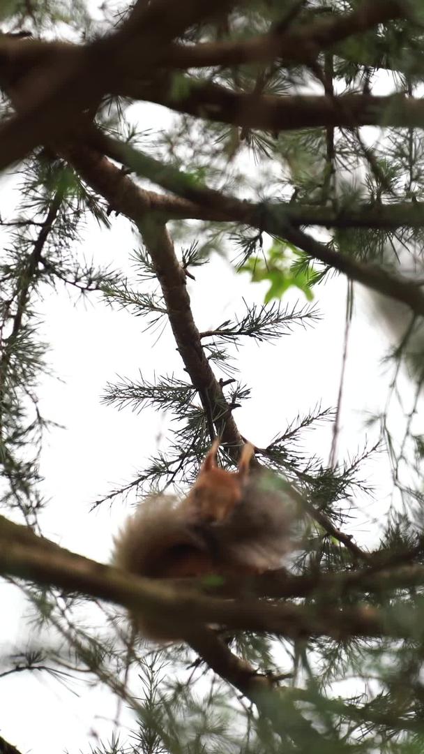 松鼠在树上玩耍吃饭视频的预览图