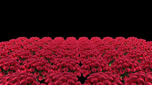 三维玫瑰花海动画视频的预览图