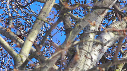 蓝天前的树枝上的鸟视频的预览图