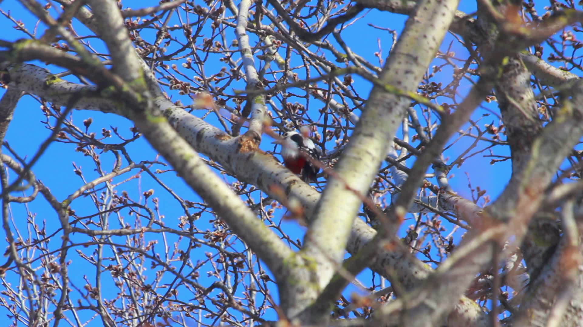 树上的鸟蓝天前盛开的柳树春天树上的鸟视频的预览图