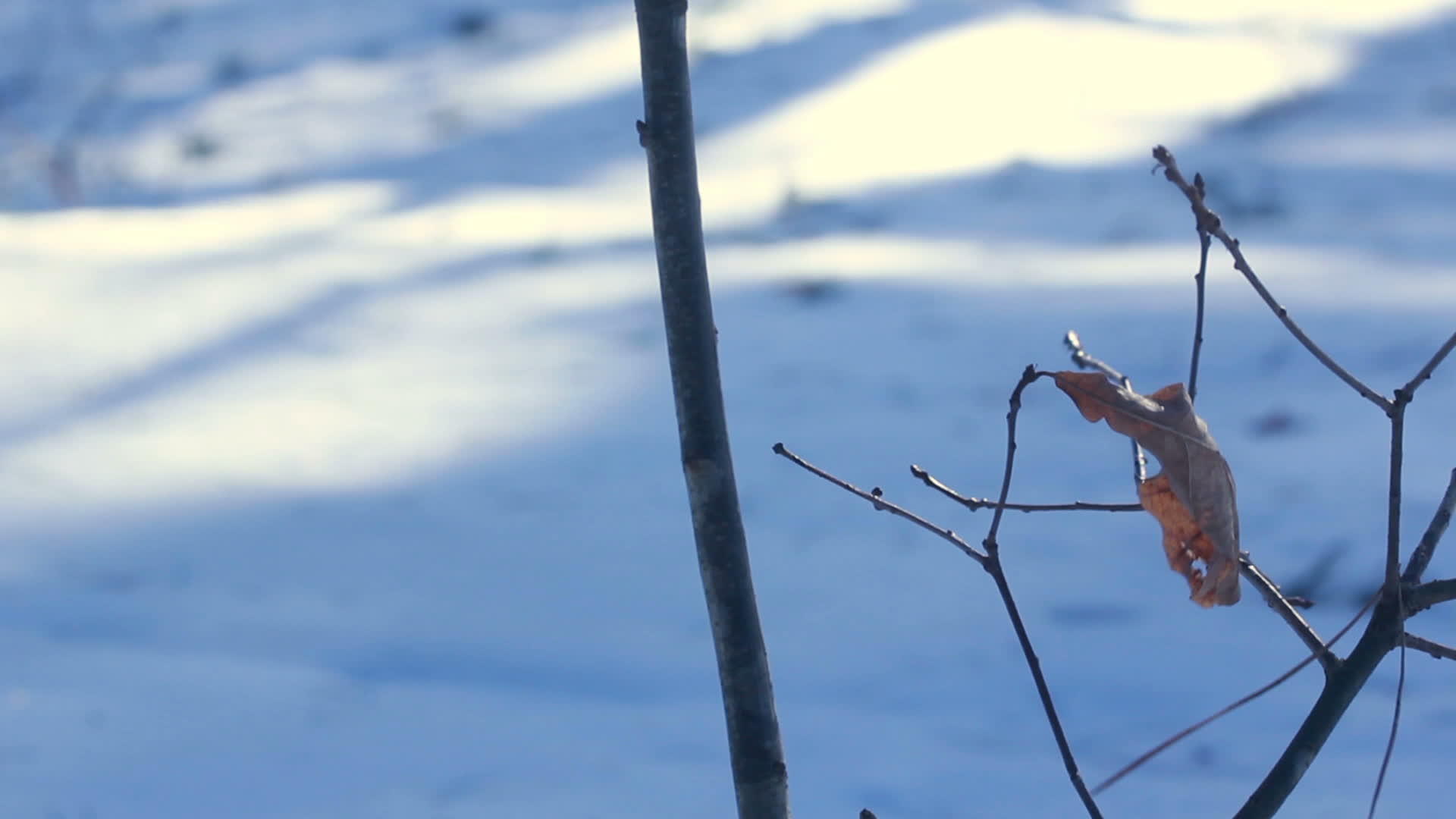 冬树枝上露出的干叶树上鲜有视频的预览图