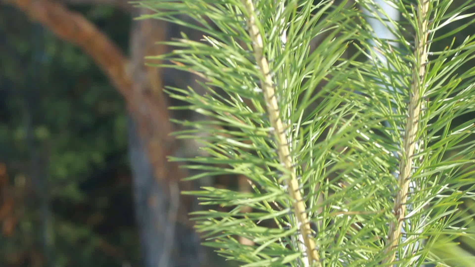 夏天的松针在阳光下关闭松枝长绿视频的预览图
