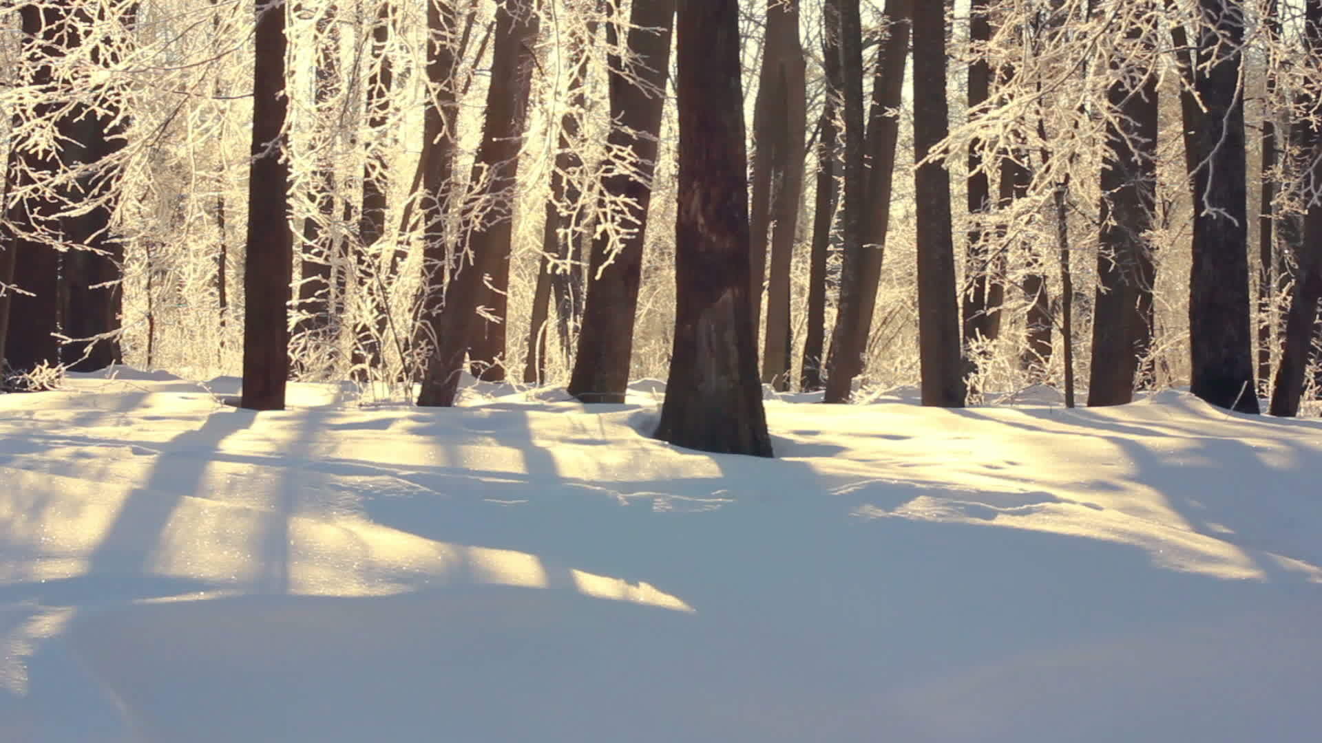 冬季森林公园的冬季河流在冬季风景阳光下是自然的视频的预览图