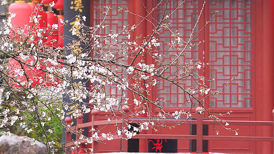 春天花季樱花盛开与古建筑4k素材视频的预览图