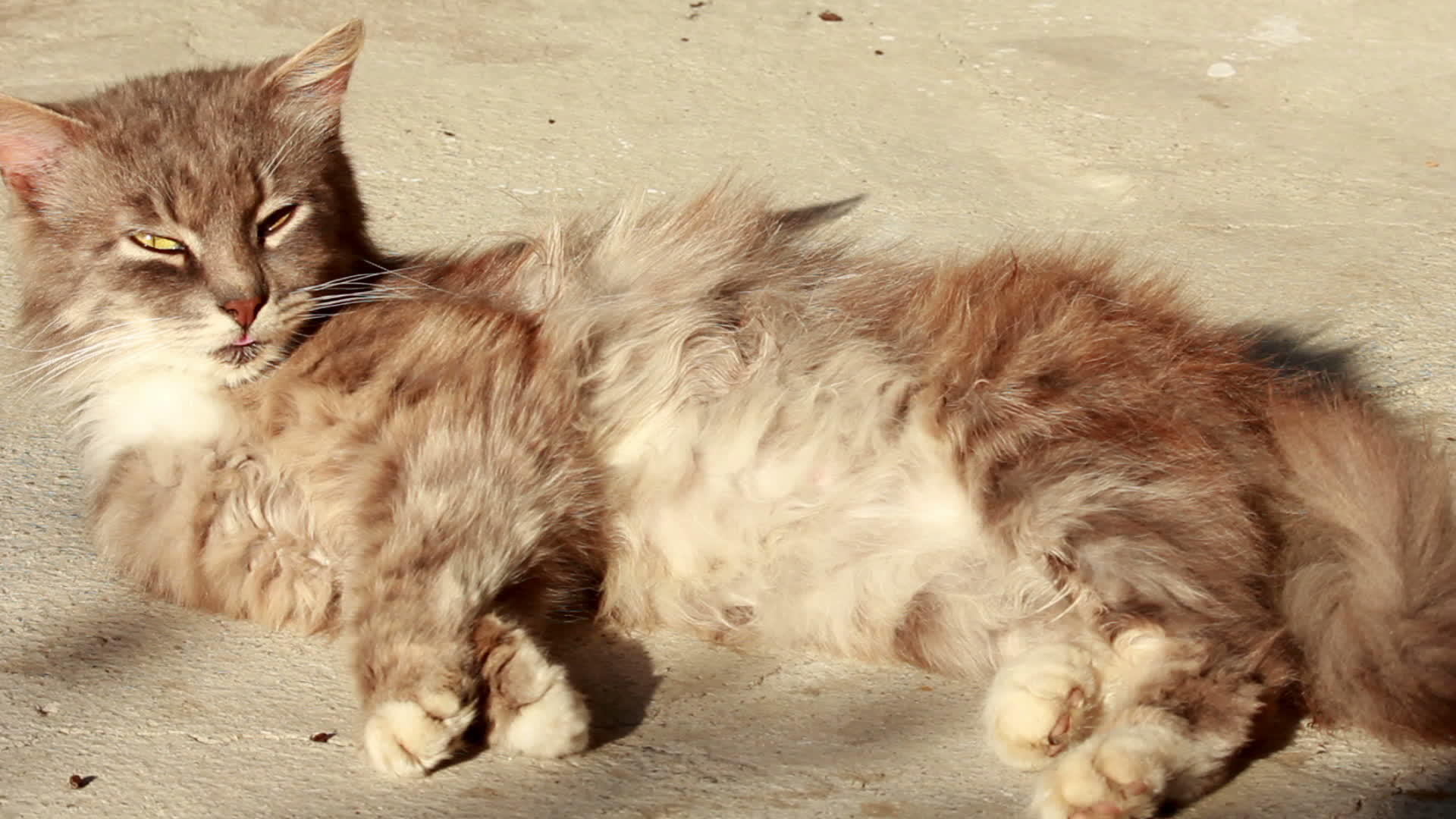 街头猫在阳光下被烤在阳光下视频的预览图