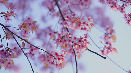 云南昆明樱花盛开植物粉色视频的预览图