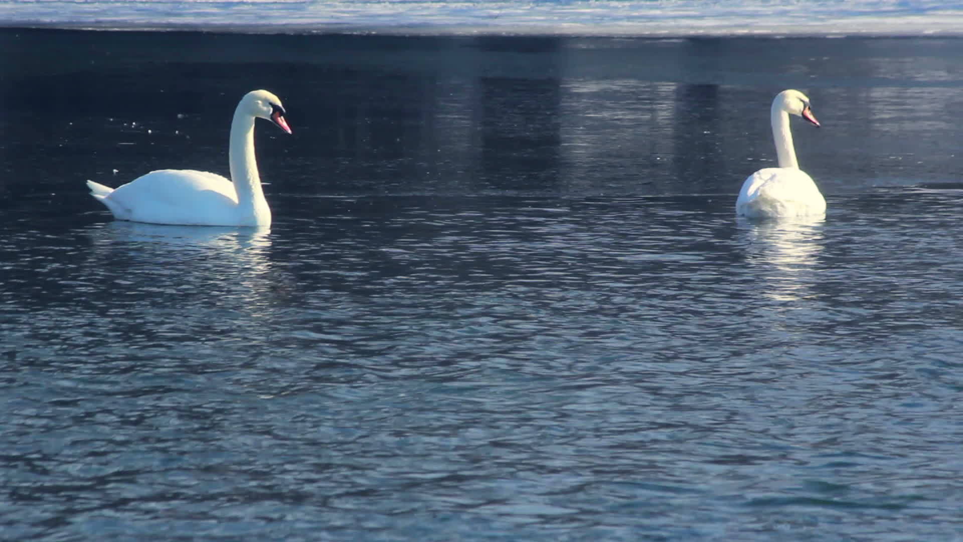 冰冻湖上的白天鹅在冰面附近的蓝水上游泳视频的预览图