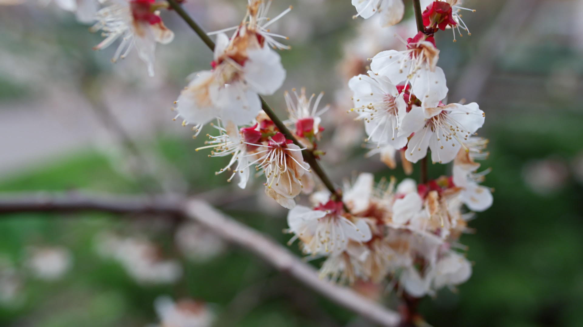 春天的樱桃枝在阳光明媚的天气里绽放视频的预览图