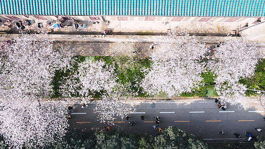 春天三月樱花季古建筑樱花盛开4k素材视频的预览图