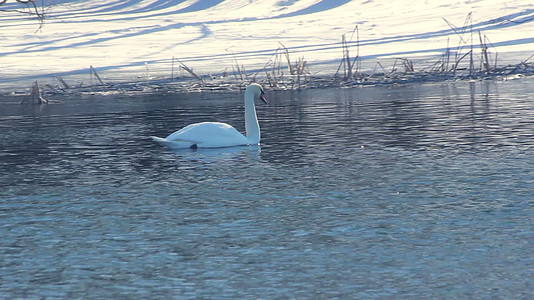 冬天的水鸟在雪地附近游泳视频的预览图