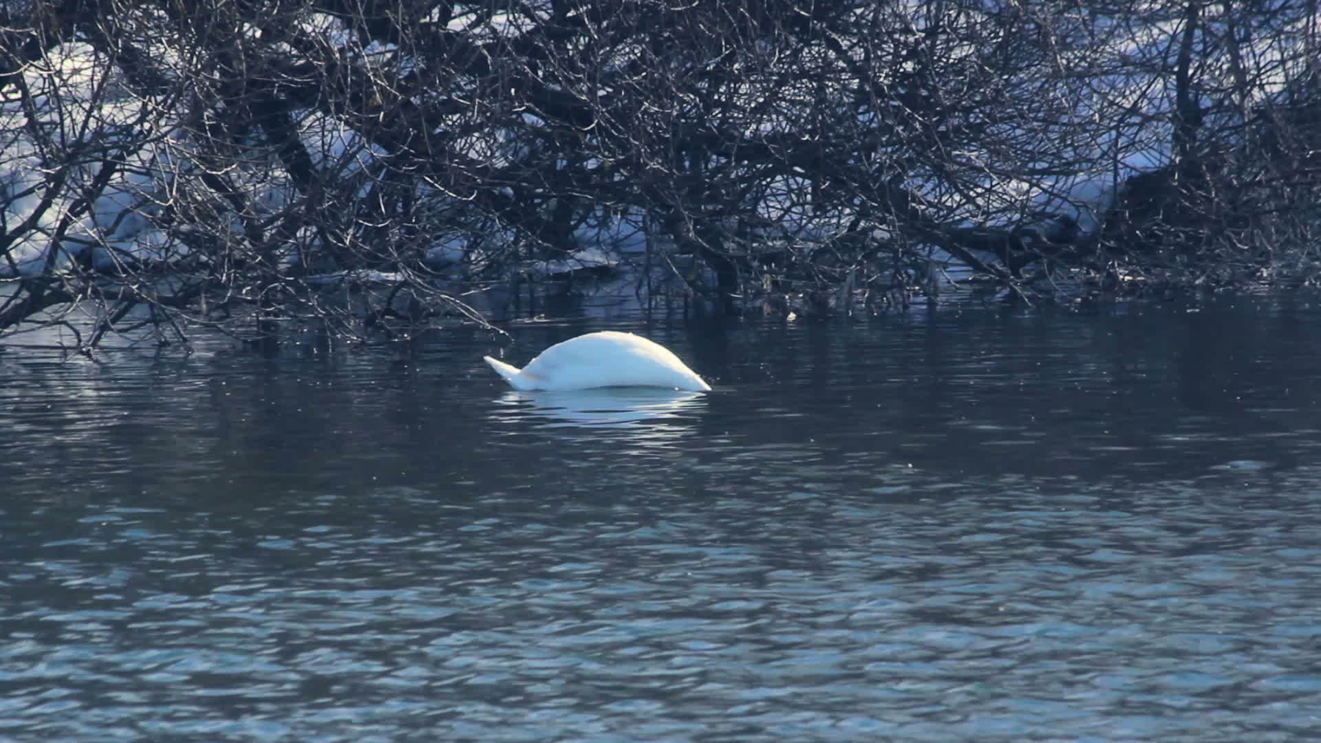 鸟儿在雪覆盖的河岸附近游泳视频的预览图