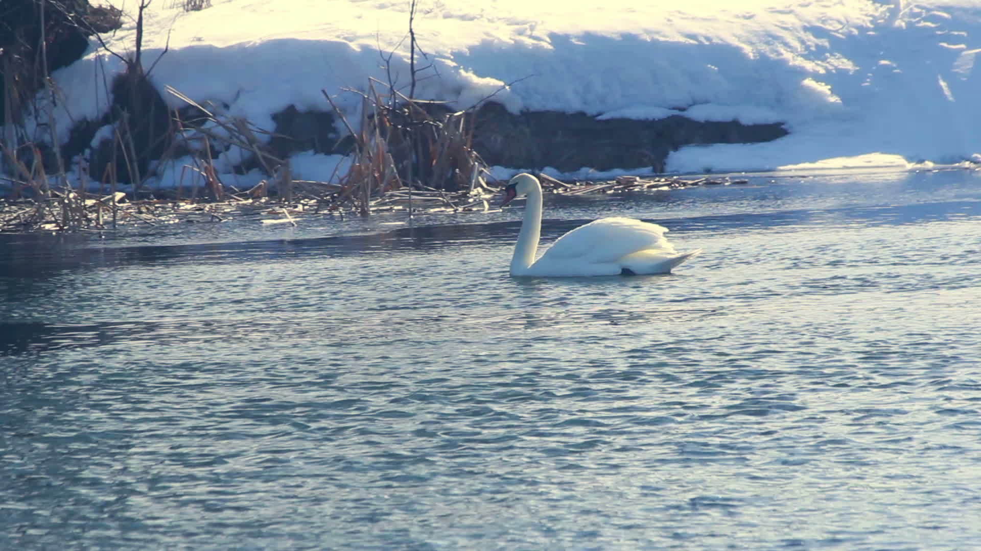 在阳光下白天鹅在冷水中游泳雪覆盖河岸视频的预览图